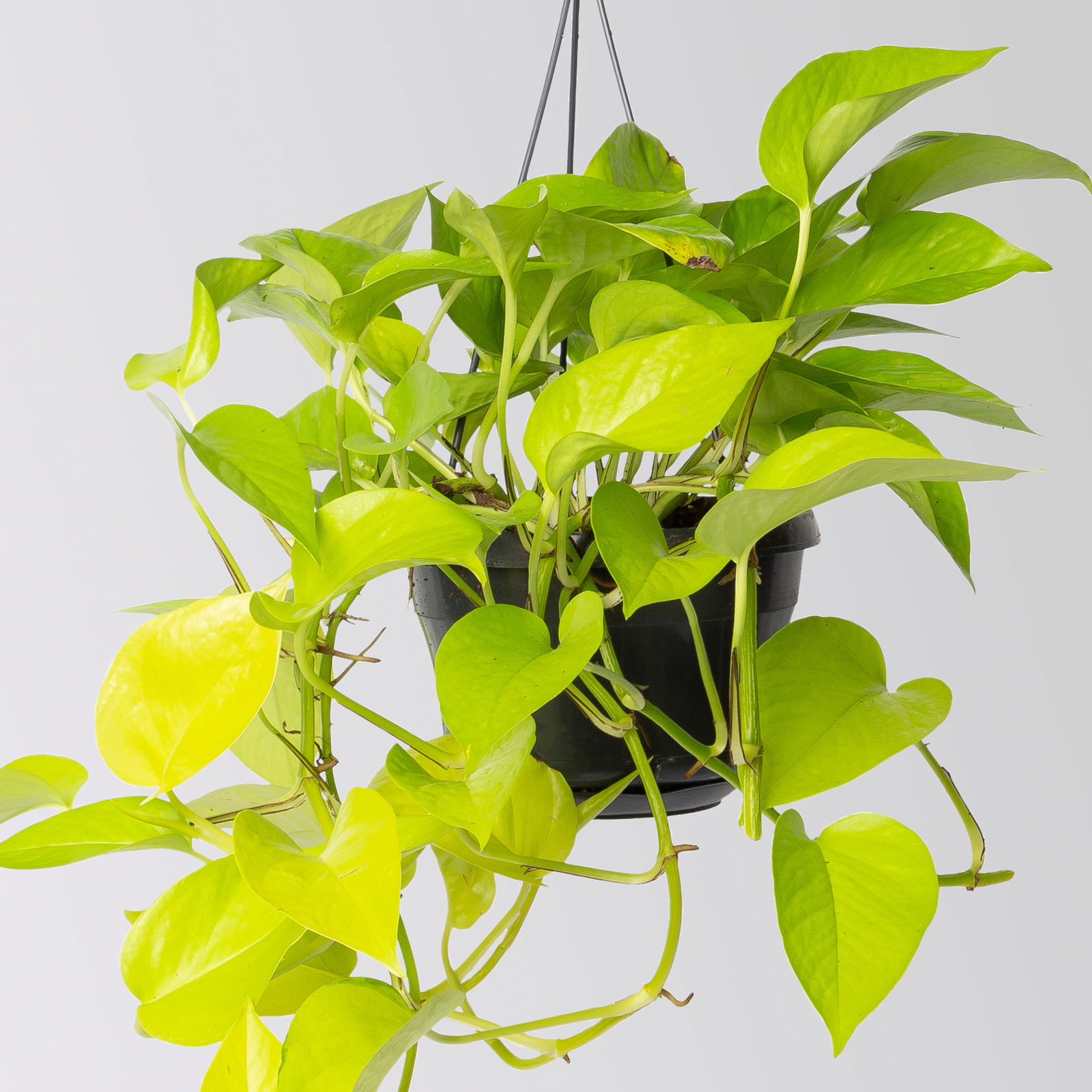 Grünpflanzen-Set Episches-Trio, Hängeampel-Ø 15 cm, 3 Pflanzen