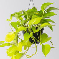 Grünpflanzen-Set Episches-Trio, Hängeampel-Ø 15 cm, 3 Pflanzen