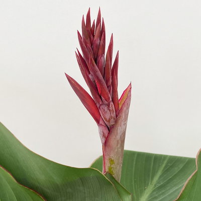 Canna 'Cannova®', rot, Topf-Ø 17 cm, 2 Pflanzen