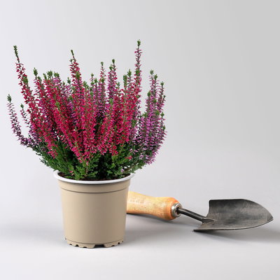 Calluna 'Twin', rot-lila, Topf-Ø 10,5 cm, 6 Pflanzen Calluna 'Twin', rot-lila, Topf-Ø 10,5 cm, 6 Pflanzen