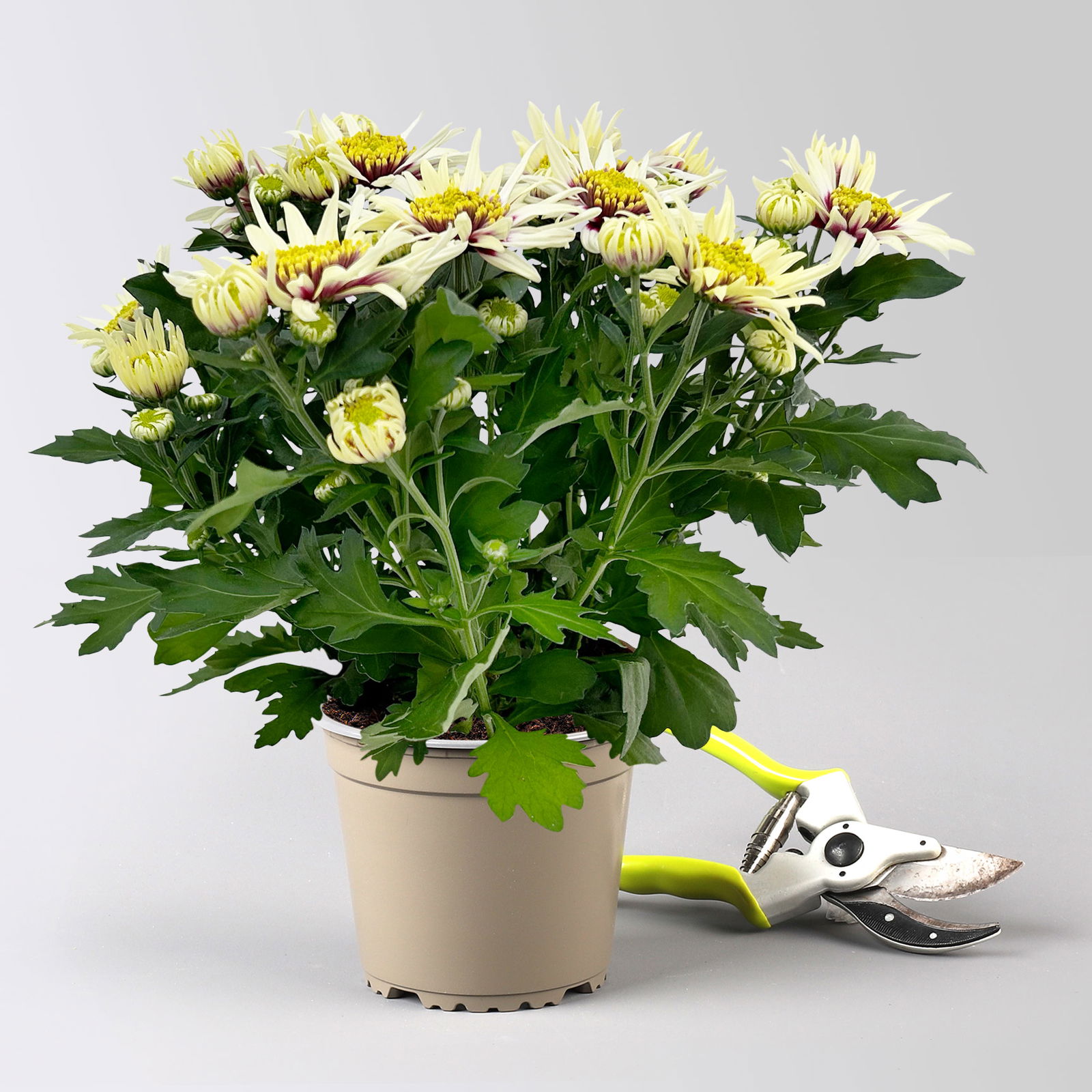 Chrysanthemen 'Chrysanne®Anemona White Purple', Topf-Ø 13 cm, 4 Pflanzen