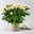 Chrysanthemen 'Chrysanne®Anemona White Purple', Topf-Ø 13 cm, 4 Pflanzen