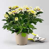 Chrysanthemen 'Chrysanne®Anemona White Purple', Topf-Ø 13 cm, 4 Pflanzen