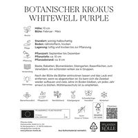 botanische Krokusse 'Whitewell Purple', lila, 25 Blumenzwiebeln