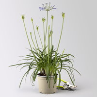 Agapanthus 'Summer Love™', blau, Topf-Ø 17 cm, 2 Pflanzen