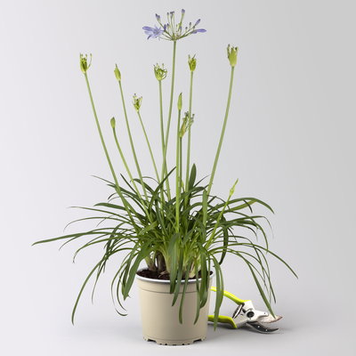 Agapanthus 'Summer Love™', blau, Topf-Ø 17 cm, 2 Pflanzen