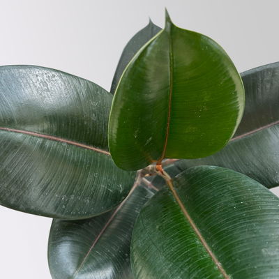 Gummibaum 'Abidjan' in Keramiktopf Dallas weiß, Topf-Ø 17 cm, Höhe ca. 55 cm Gummibaum 'Abidjan' in Keramiktopf Dallas weiß, Topf-Ø 17 cm, Höhe ca. 55 cm