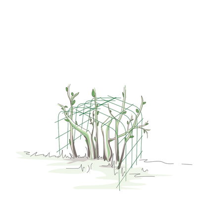 Bellissa Hortensienstütze 'ANNABELLE', 2er-Set, grün, H80 x L75 x L72 cm Bellissa Hortensienstütze 'ANNABELLE', 2er-Set, grün, H80 x L75 x L72 cm