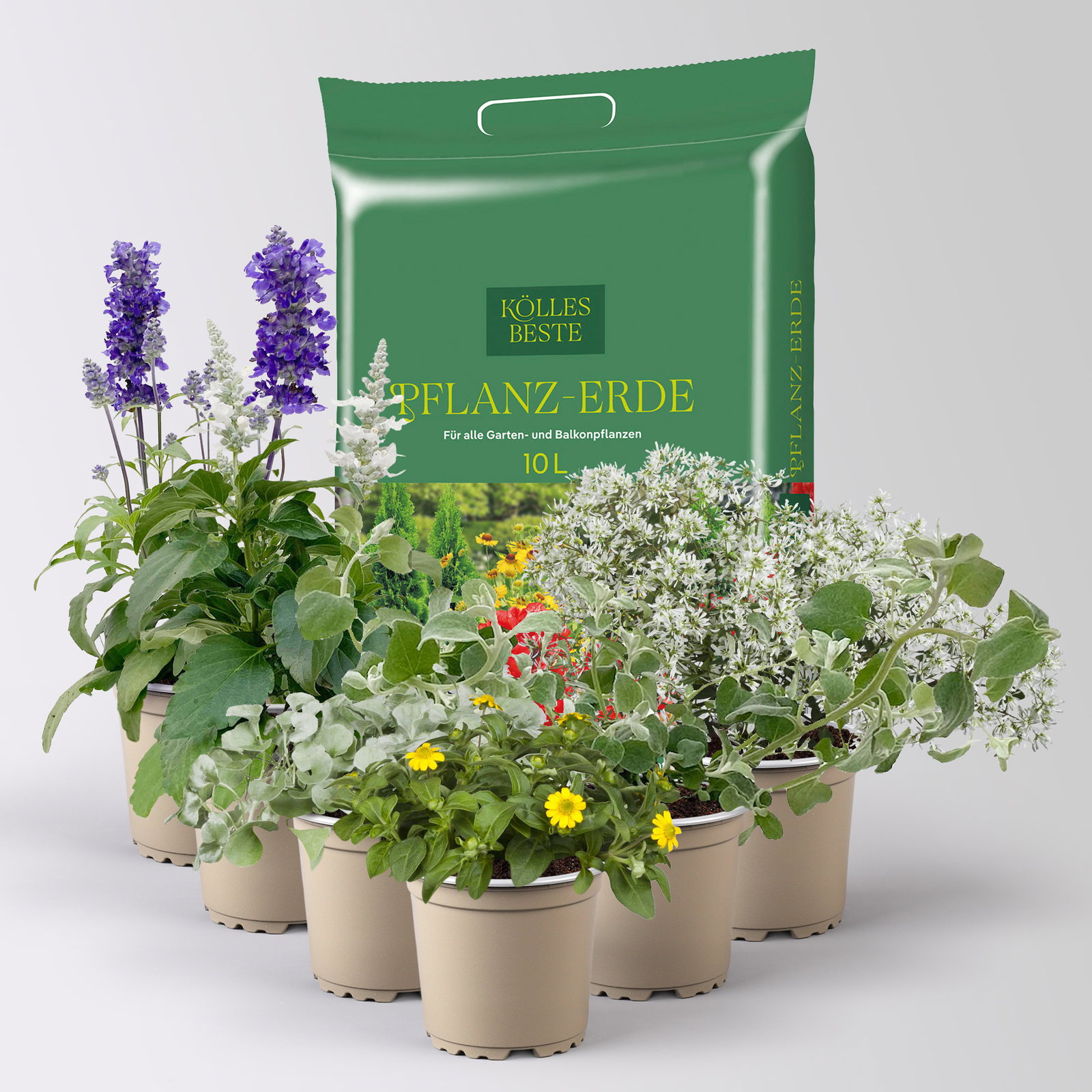 Pflanzenkreation 'Pflegeleicht', 6 Pflanzen inkl. Erde