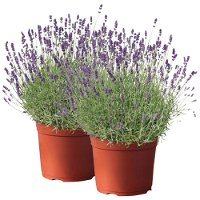 Lavendel, lilablau Topf-Ø 19 cm, 2er-Set