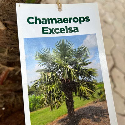 Hanfpalme, Stamm, Topf 25 Liter, Höhe ca. 130 cm