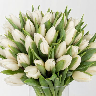 50 weiße Tulpen