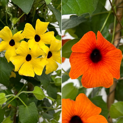 Schwarzäugige Susanne, Pyramide, Farbe zufällig, Topf-Ø 21cm