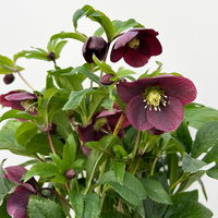 Lenzrose ViV® 'Victoria', purpurviolett, Topf-Ø 15 cm, 2 Pflanzen Lenzrose ViV® 'Victoria', purpurviolett, Topf-Ø 15 cm, 2 Pflanzen