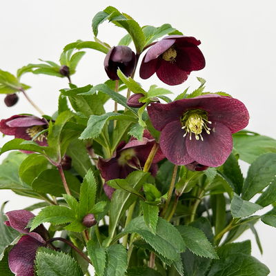 Lenzrose ViV® 'Victoria', purpurviolett, Topf-Ø 15 cm, 2 Pflanzen Lenzrose ViV® 'Victoria', purpurviolett, Topf-Ø 15 cm, 2 Pflanzen