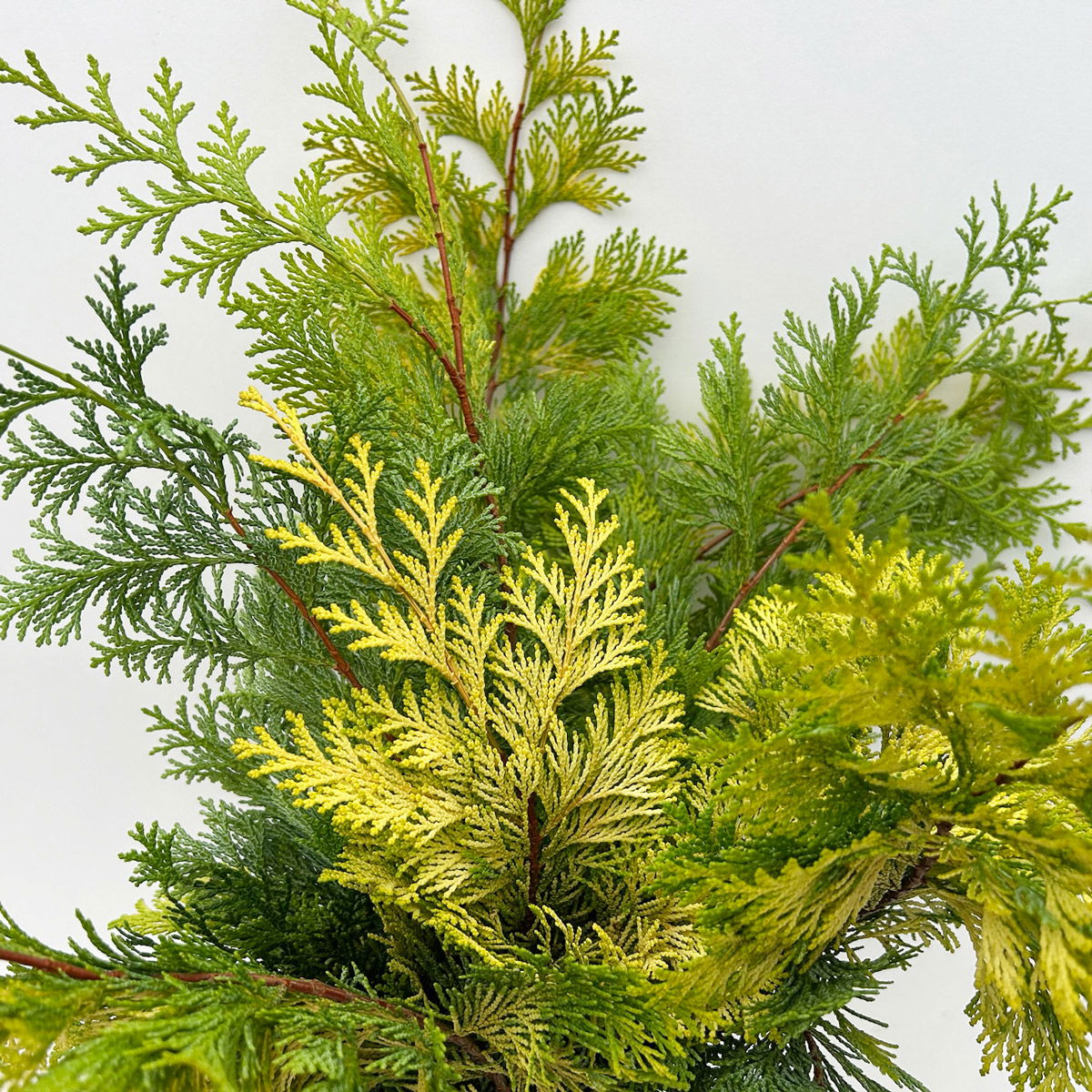 Scheinzypresse 'Crippisii' im Handbund, 3 Bund Scheinzypresse 'Crippisii' im Handbund, 3 Bund