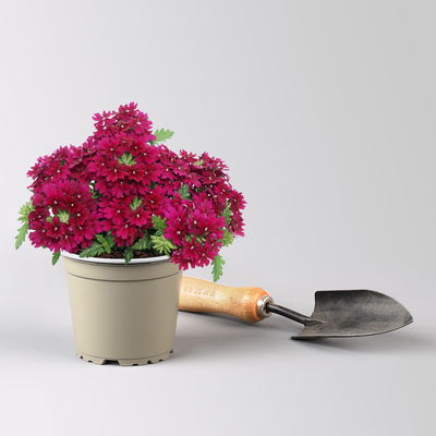 Eisenkraut dunkellila, Topf-Ø 12 cm, 6 Stück