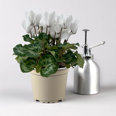 Alpenveilchen Mix, Farbe zufällig, Topf-Ø 10,5 cm, Höhe ca. 23 cm, 8 Pflanzen