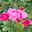 Duftende Kletterrose 'Our Last Summer'®, rosa, Topf 5 Liter