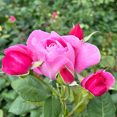Duftende Kletterrose 'Our Last Summer'®, rosa, Topf 5 Liter Duftende Kletterrose 'Our Last Summer'®, rosa, Topf 5 Liter