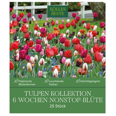 Tulpen 6 Wochen Nonstop-Blüte Kollektion 25 Blumenzwiebeln