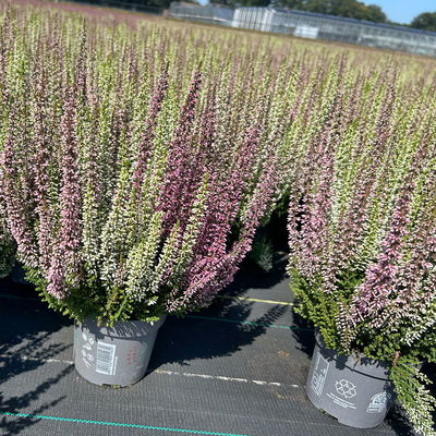Calluna 'Twin', Farben zufällig, Topf-Ø 10,5 cm, 6 Pflanzen Calluna 'Twin', Farben zufällig, Topf-Ø 10,5 cm, 6 Pflanzen