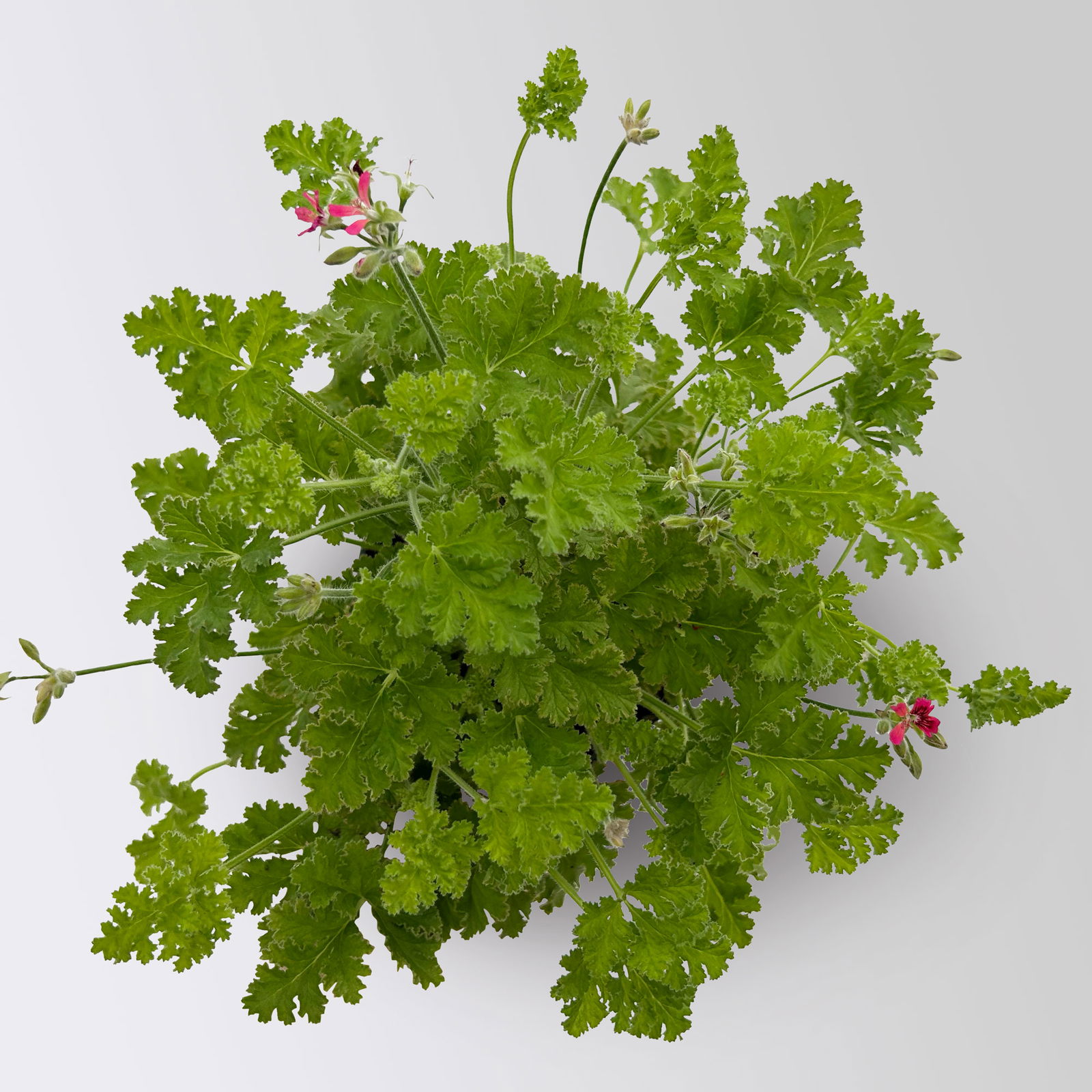 Duftgeranie 'Freshfruity® Choco Fresh', Topf-Ø 12 cm, 6 Pflanzen