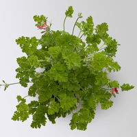 Duftgeranie 'Freshfruity® Choco Fresh', Topf-Ø 12 cm, 6 Pflanzen