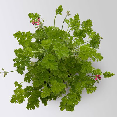 Duftgeranie 'Freshfruity® Choco Fresh', Topf-Ø 12 cm, 6 Pflanzen