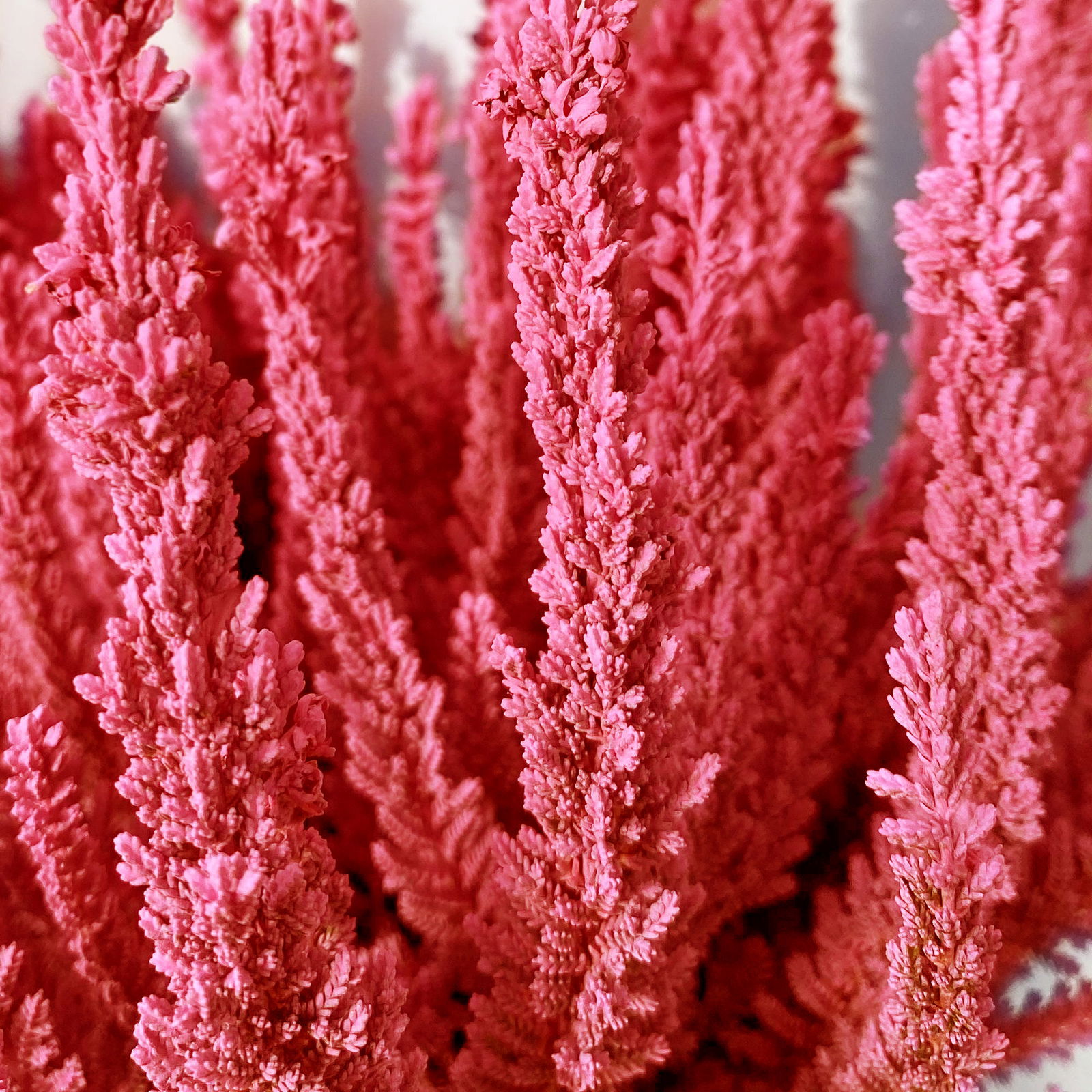 Besenheide SKYLINE®, rot gefärbt, Topf-Ø 11 cm, 6 Pflanzen