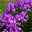 Bio Flammenblume 'Uspech' violett, Topf-Ø 11 cm, 3er-Set