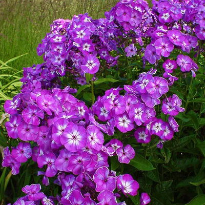 Bio Flammenblume 'Uspech' violett, Topf 11x11 cm, 3 Pflanzen