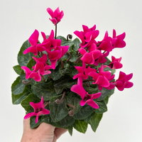 Alpenveilchen 'Outland', pink, Topf-Ø 10,5 cm, 6 Pflanzen Alpenveilchen 'Outland', pink, Topf-Ø 10,5 cm, 6 Pflanzen