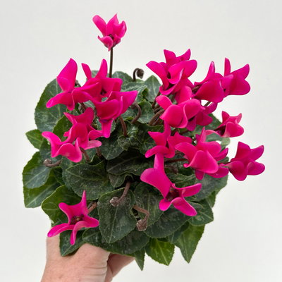 Alpenveilchen 'Outland', pink, Topf-Ø 10,5 cm, 6 Pflanzen Alpenveilchen 'Outland', pink, Topf-Ø 10,5 cm, 6 Pflanzen