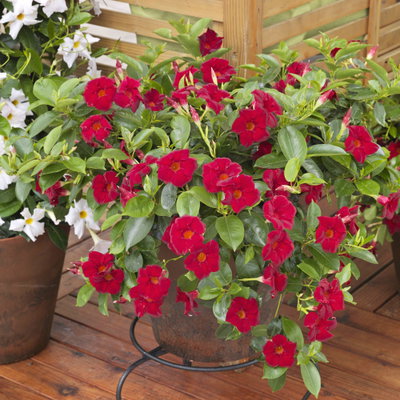 Dipladenie, rot, Topf-Ø 14 cm, 4 Pflanzen Dipladenie, rot, Topf-Ø 14 cm, 4 Pflanzen