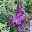 Schmetterlingsstrauch, Buddleja 'Rêve de Papillion® Lavender' violett, Topf 5 lt