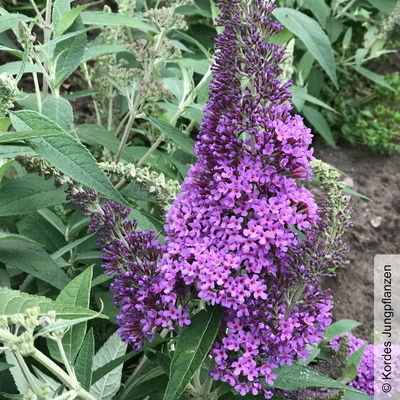 Schmetterlingsstrauch, Buddleja 'Rêve de Papillion® Lavender' violett, Topf 5 lt Schmetterlingsstrauch, Buddleja 'Rêve de Papillion® Lavender' violett, Topf 5 lt