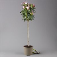 Oleander rosa, Stamm, Topf-Ø 18 cm, Höhe ca. 50