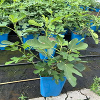 Feige 'Gustis® Perretta', Topf 5 Liter