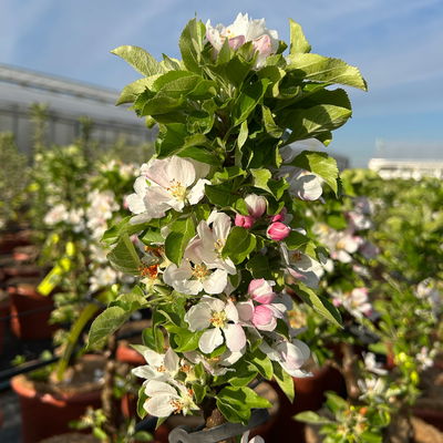 Kölle Bio Säulenapfel 'Rhapsodie'Ⓢ, Unterlage MM 111,  Topf 10 Liter