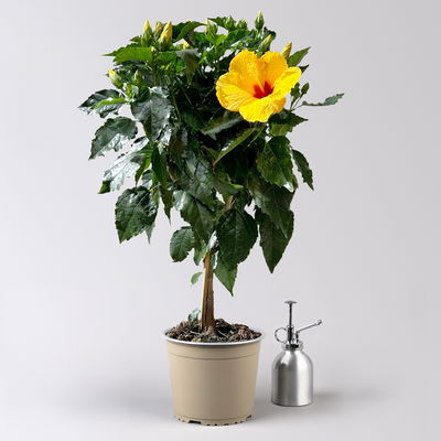 Hibiskus, gelb, Stamm, Topf-Ø 17 cm, Höhe ca. 70 cm