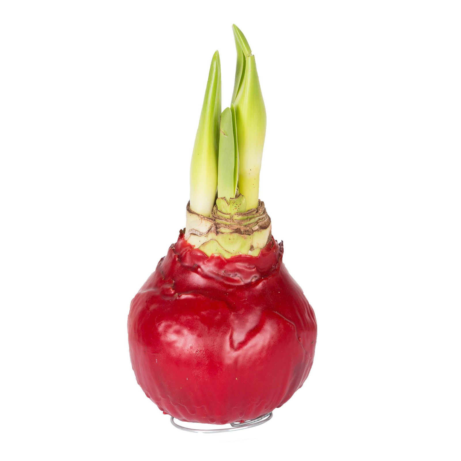 Gewachste XL-Amaryllis- Zwiebel, weiße Blüte, Dekor 'Basic Red'