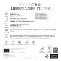 Tulpen-Mischung Liebeszauber, 15 Blumenzwiebeln