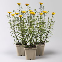 Bio Ochsenauge, gelb, Topf 11x11 cm, 3 Pflanzen Bio Ochsenauge, gelb, Topf 11x11 cm, 3 Pflanzen