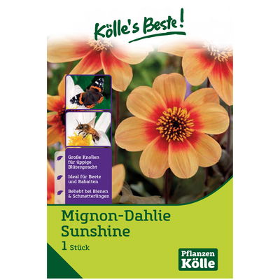 Mignondahlie 'Sunshine', orange, 1 Blumenknolle Mignondahlie 'Sunshine', orange, 1 Blumenknolle