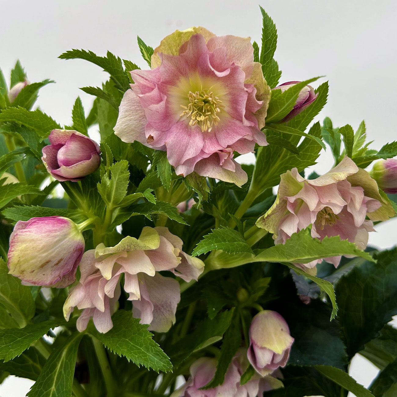 Lenzrose 'ViV® Catharina', rosa gesprenkelt, Topf-Ø 19 cm