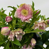 Lenzrose 'ViV® Catharina', rosa gesprenkelt, Topf-Ø 19 cm