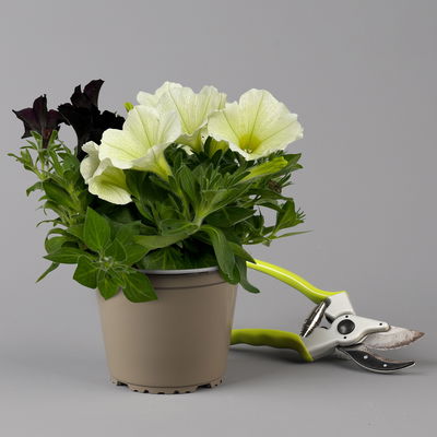 Petunien 'Duo' schwarz & weiß/hellzartgelb, hängend, Topf-Ø 14 cm, 4er-Set Petunien 'Duo' schwarz & weiß/hellzartgelb, hängend, Topf-Ø 14 cm, 4er-Set
