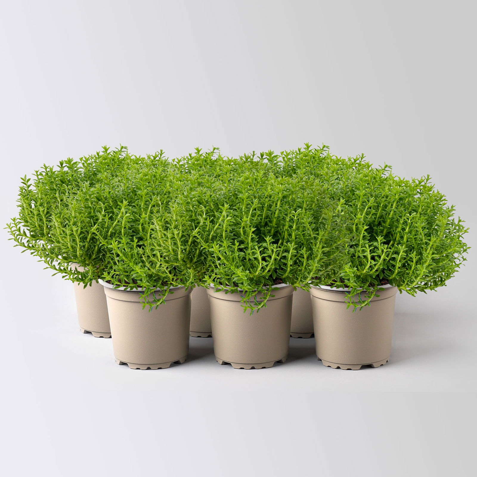 Hebe Mini 'Green Globe', Topf-Ø 7 cm, 6 Pflanzen