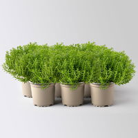 Hebe Mini 'Green Globe', Topf-Ø 7 cm, 6 Pflanzen